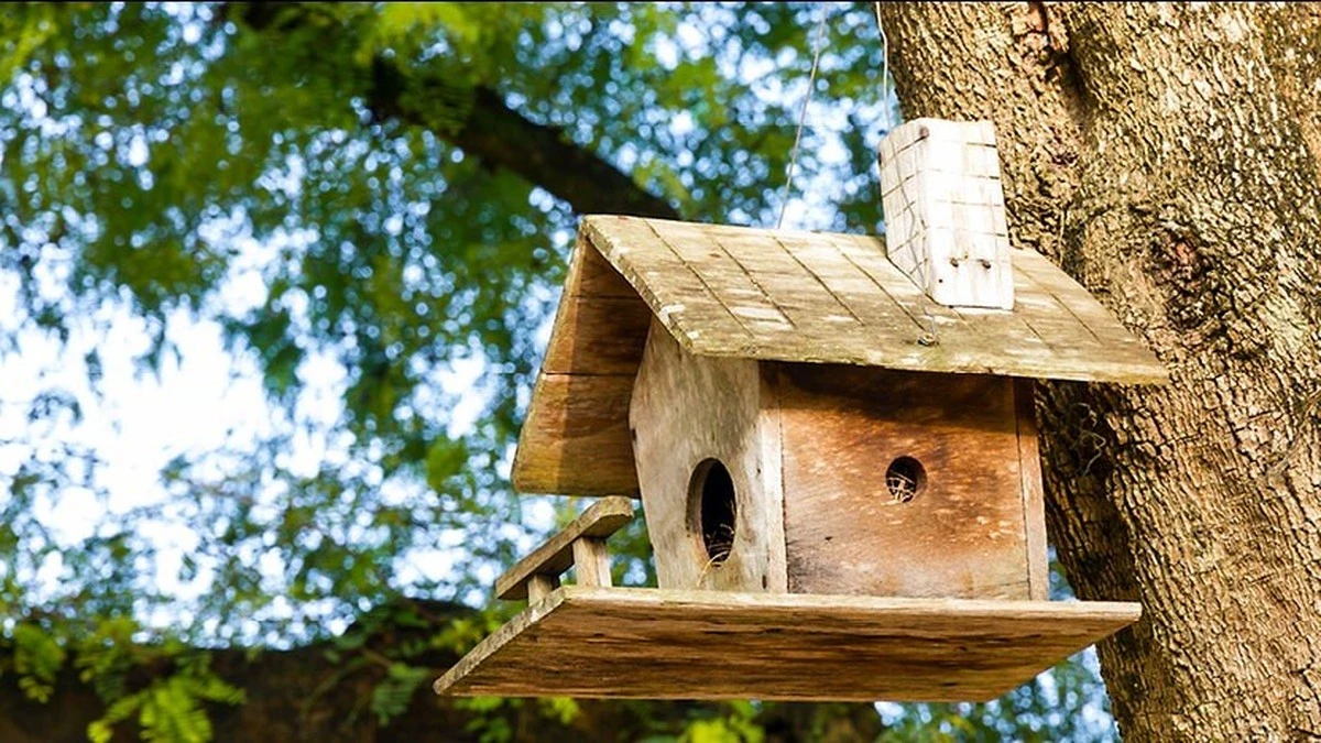 Warum Ihr Nistkasten zu früh aufgehängt Ihr Zuhause zum Albtraum für Vögel macht - image 2