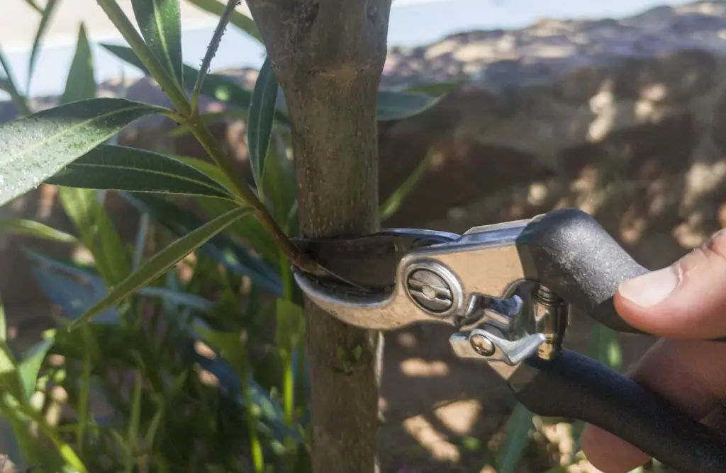 Warum Ihr Oleander gerade jetzt diesen einen Rückschnitt braucht: Verpassen Sie nicht diese Chance