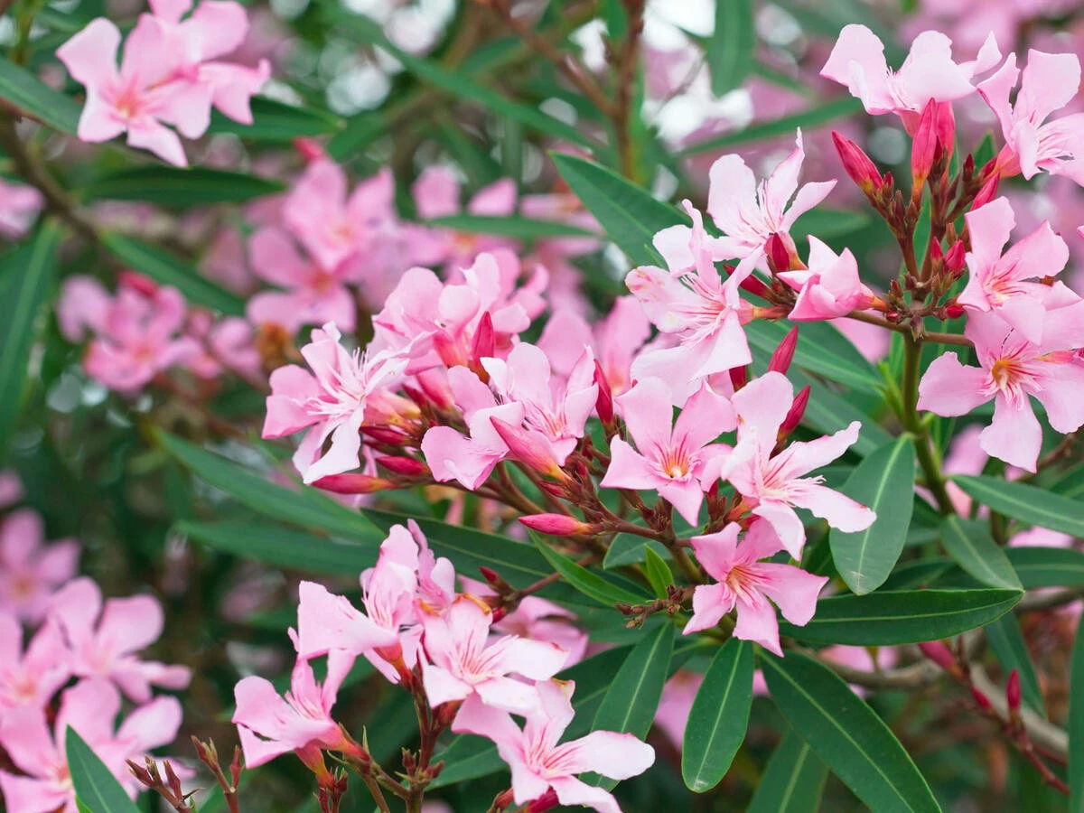 Warum Ihr Oleander gerade jetzt diesen einen Rückschnitt braucht: Verpassen Sie nicht diese Chance - image 1