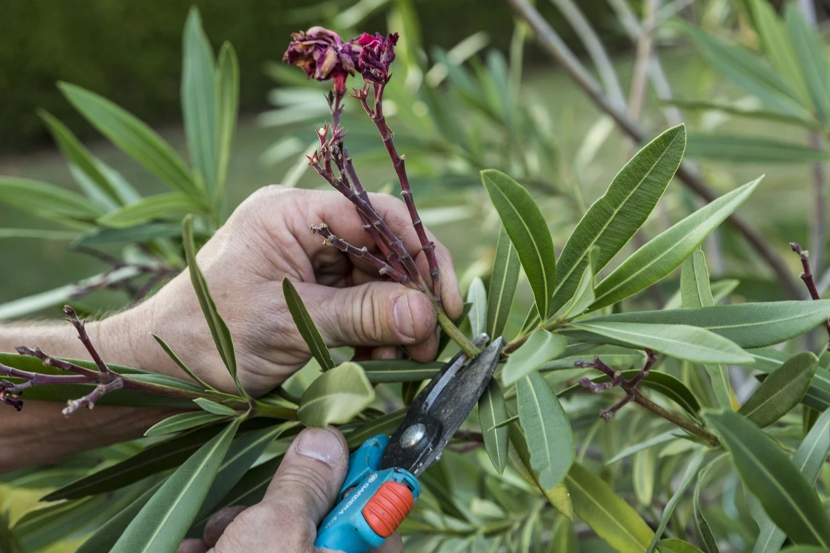 Warum Ihr Oleander gerade jetzt diesen einen Rückschnitt braucht: Verpassen Sie nicht diese Chance - image 2