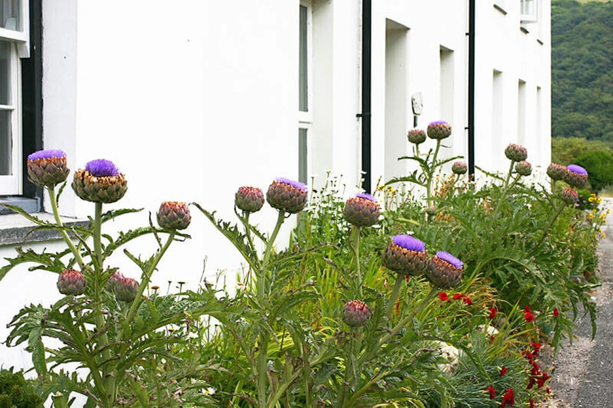 Warum Kenner im Winter 10 cm Mulch um ihre Artischockenhäuser legen - image 1