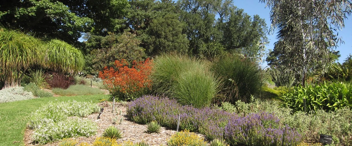 Warum manche Gärtner nie gießen: Diese 4 perfekten Frühlingsblumen brauchen fast kein Wasser - image 1