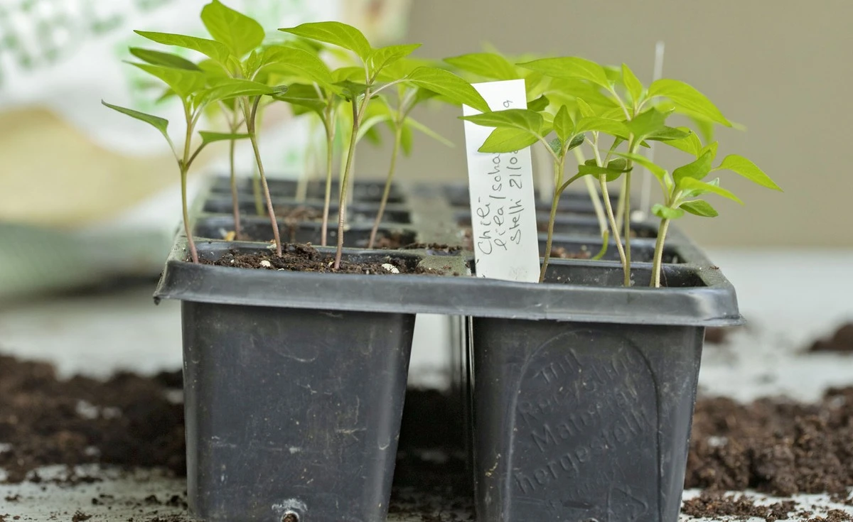 Warum meine Setzlinge jahrelang nicht wachsen wollten: Die einfache Wahrheit über das Überleben der Pflanzen - image 1