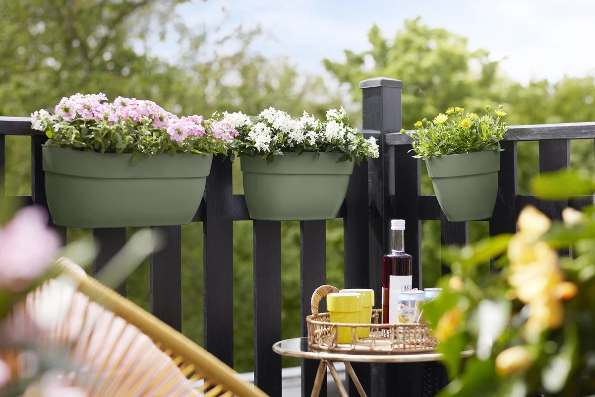 Warum Primeln im Februar Ihren Balkon zum Blühen bringen - image 1