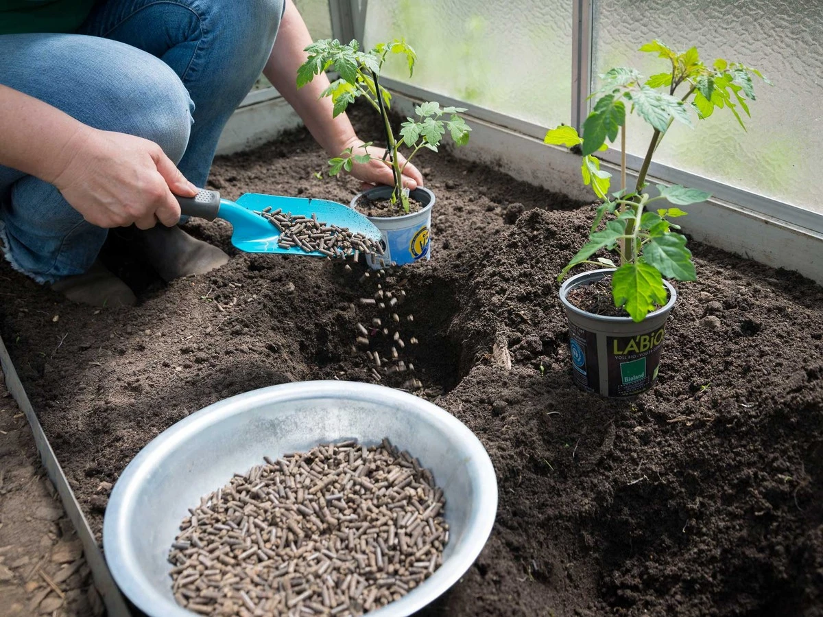 Warum Profi-Gärtner schon im Februar Tomatenpflanzen so aufziehen - image 1