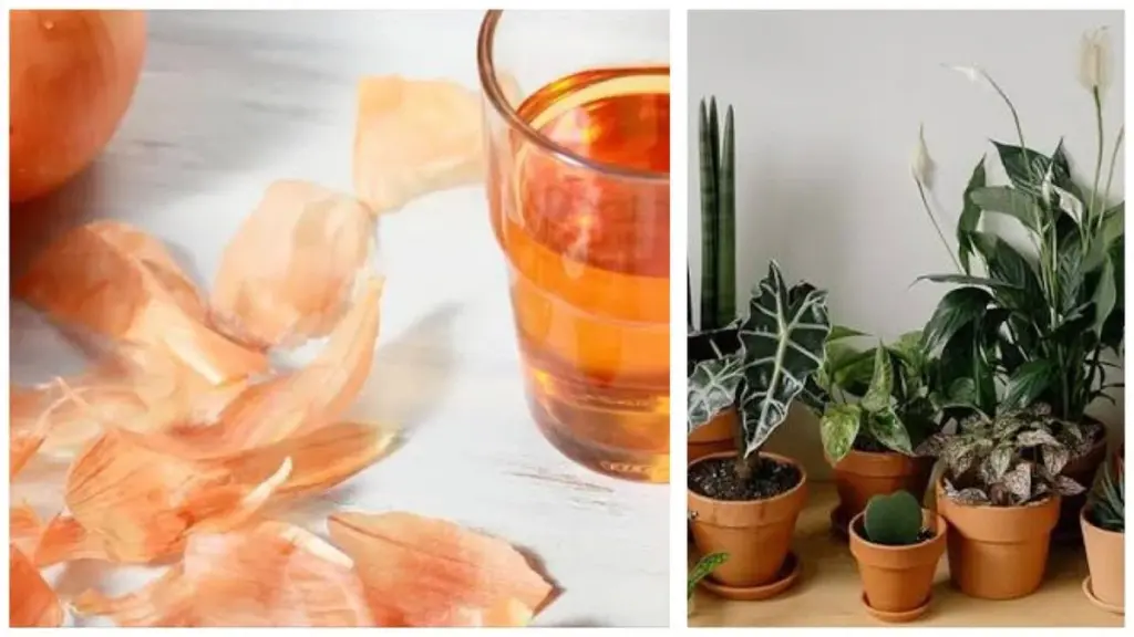 Warum Sie Geld für Dünger verschwenden: 5 Zwiebelschalen genügen – und meine Zimmerpflanzen explodieren regelrecht