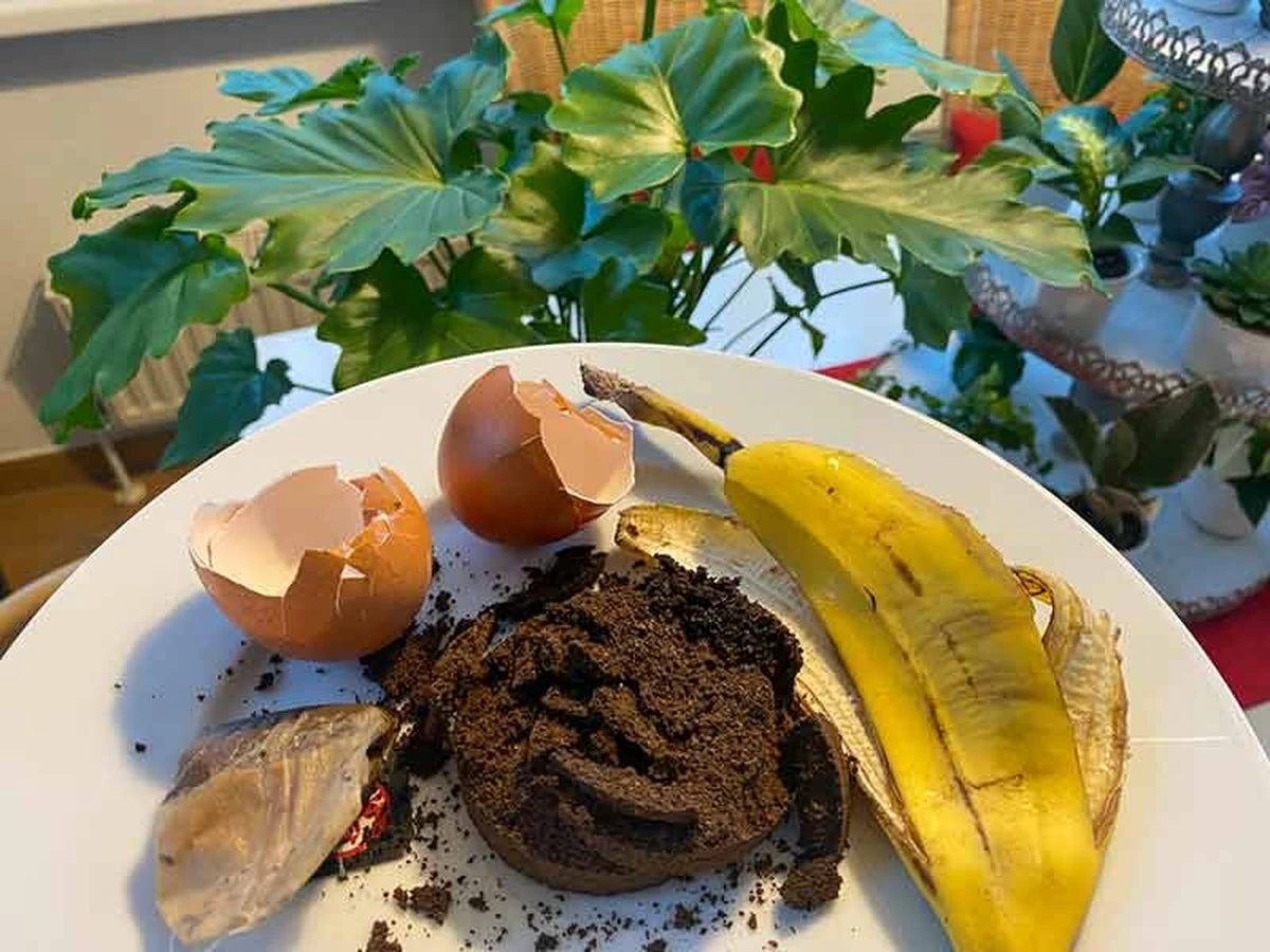 Warum Sie Geld für Dünger verschwenden: 5 Zwiebelschalen genügen – und meine Zimmerpflanzen explodieren regelrecht - image 2