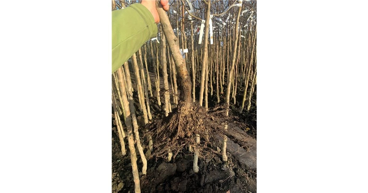 Warum Sie jetzt diesen seltenen Kaki-Baum pflanzen müssen - image 2