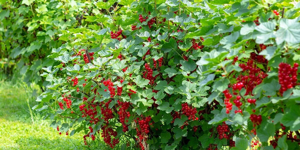 Warum Sie jetzt eine Löffel Erdbeeren pflanzen müssen - image 1