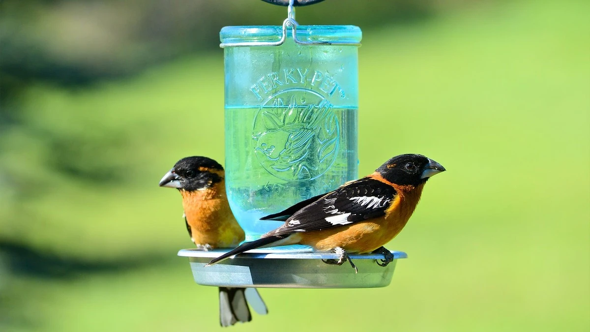 Warum Vögel deinen Garten meiden (und ein einfacher Trick, sie zurückzuholen) - image 2