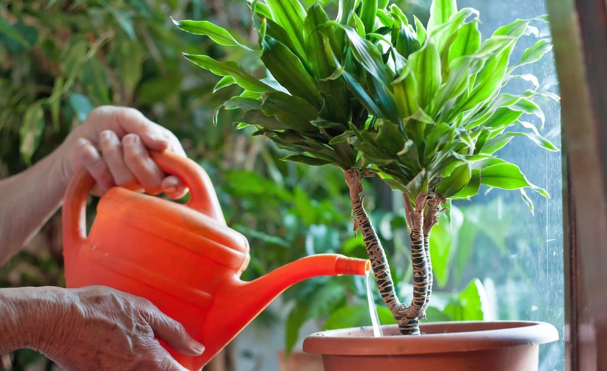 Wenn Gärtner im Februar Pflanzen gießen: Ein Fehler, der Ihr Grün ruiniert - image 2