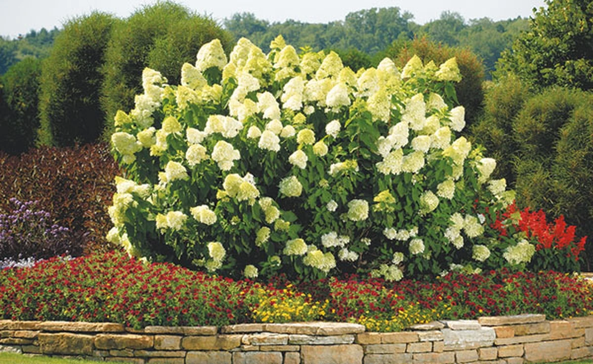 XXL-Blüten bei Rispenhortensien: Dieser radikale Schnitt bringt den Erfolg im Frühling - image 1