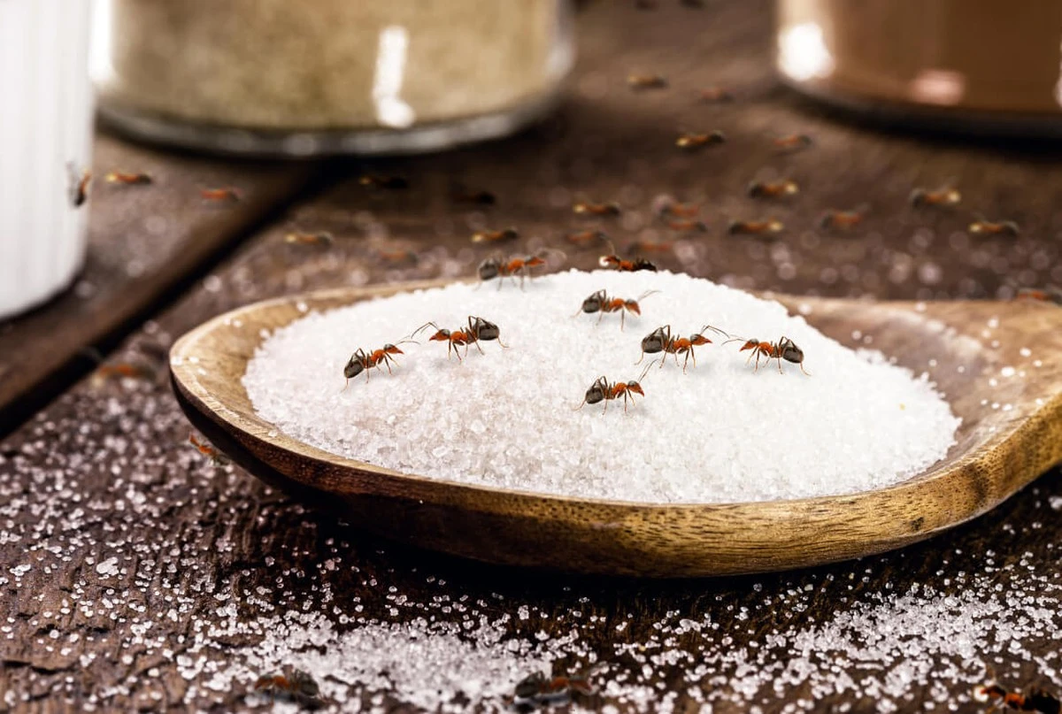 Zimt im Hochbeet: Das Küchengewürz, das Ameisen vertreibt - image 2