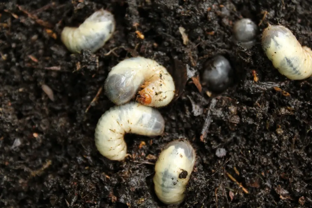 3 Pflanzen, die Engerlinge hassen: Schützen Sie Ihren Garten auf natürliche Weise