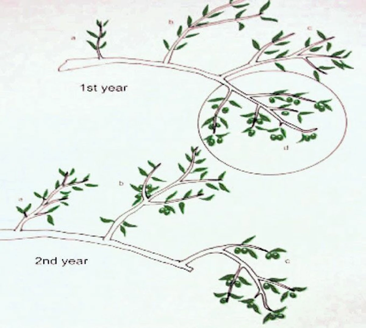 4 Schritte: So wecken Sie Ihren Olivenbaum vor Ende April auf - image 1