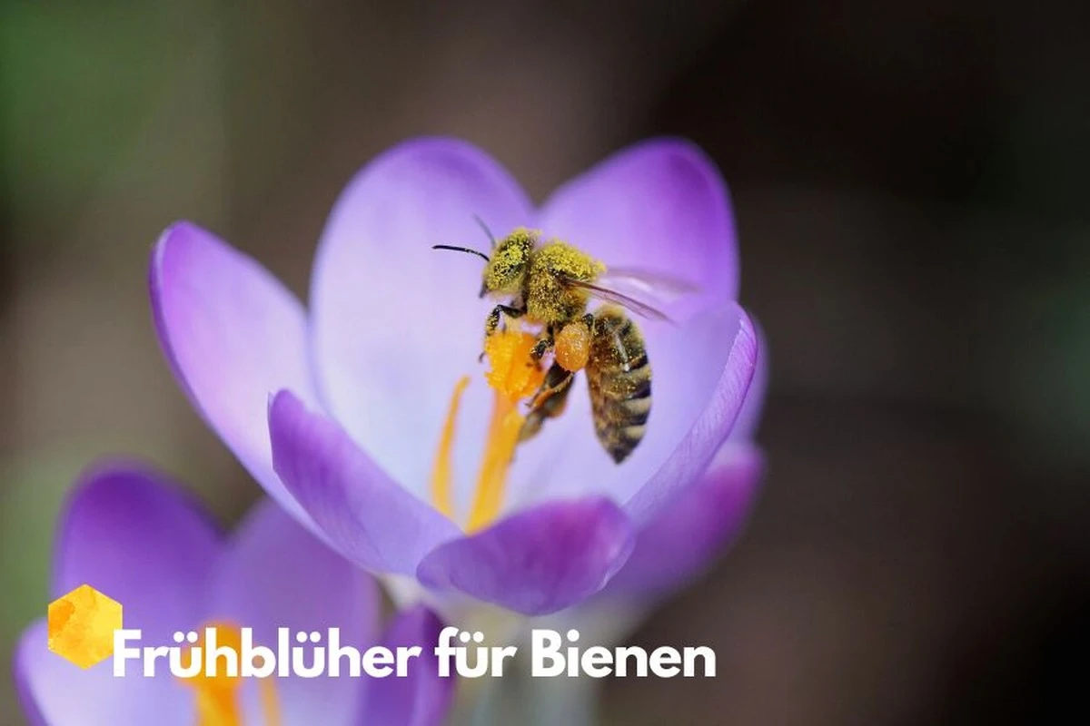 5 fleurs que les abeilles attendent de vous dès la fin de l'hiver - image 1