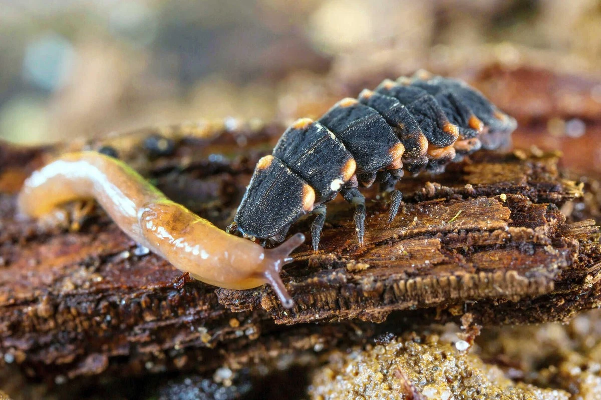 5 fleurs que les abeilles attendent de vous dès la fin de l'hiver - image 2