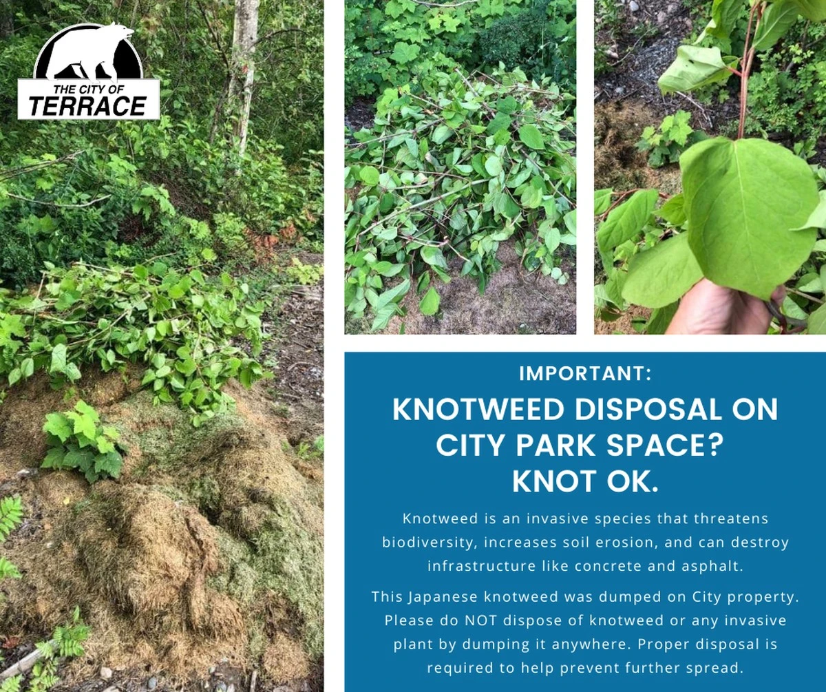 5 Pflanzen, die Ihre Terrasse schnell in eine Problemzone verwandeln - image 1