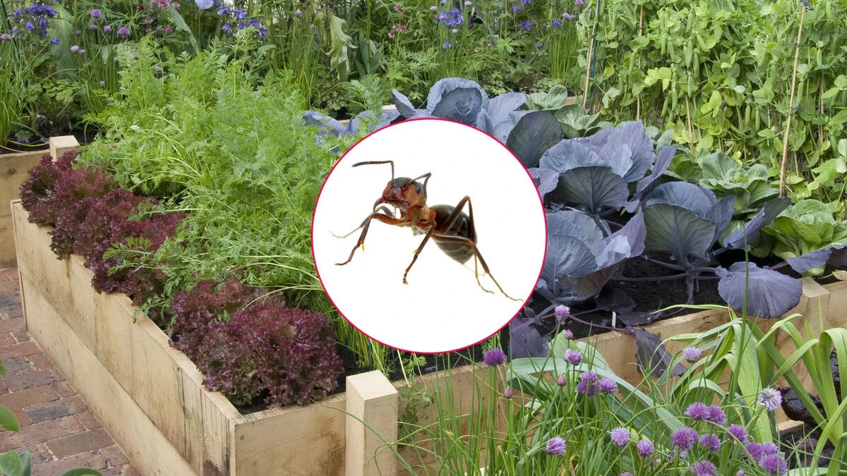 Ameisen im Hochbeet? Dieses Küchengewürz vertreibt die Schädlinge – ganz ohne Chemie! - image 1