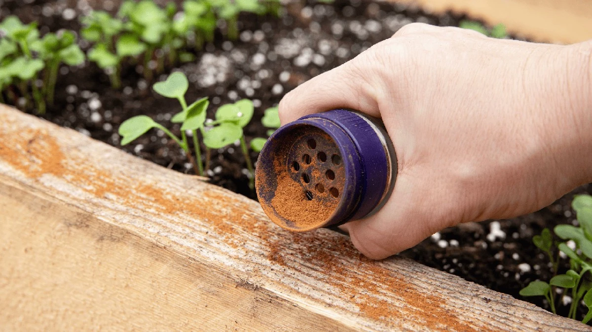 Ameisen im Hochbeet? Dieses Küchengewürz vertreibt die Schädlinge – ganz ohne Chemie! - image 2