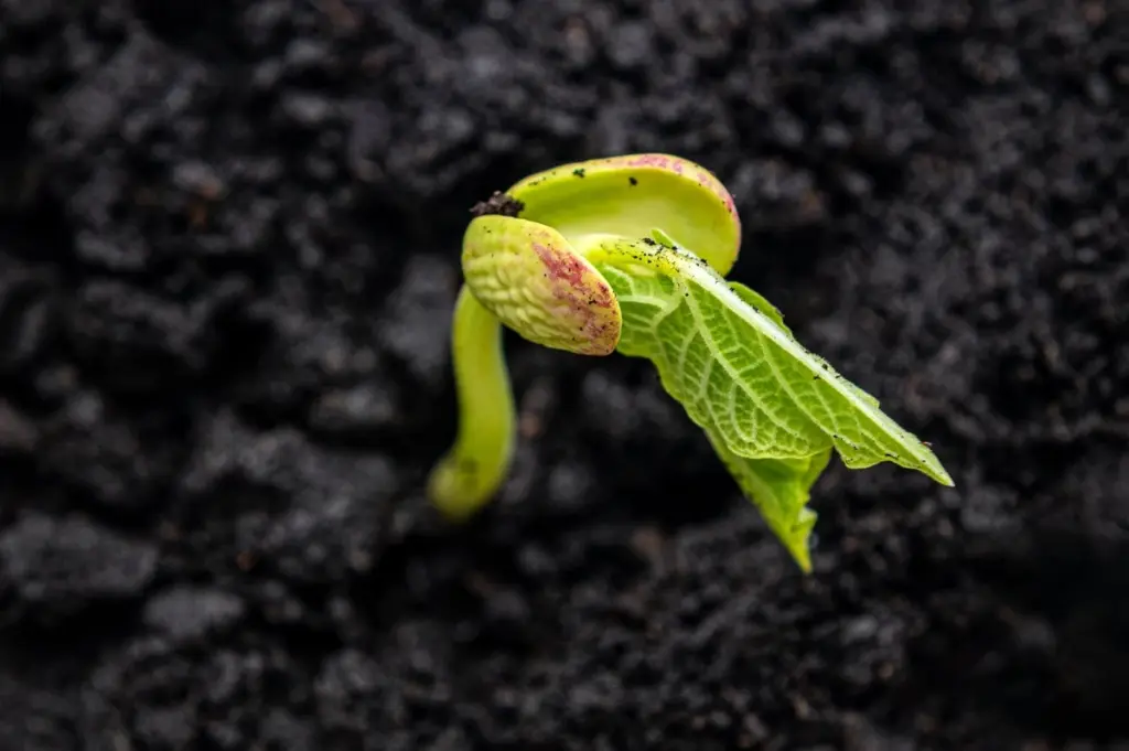 Der goldene Tag: Wann Ihre grünen Bohnen im Garten wirklich aufblühen