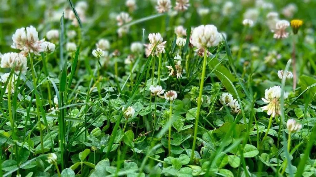 Der heimliche Grund für Klee im Rasen: Ein Zeichen für Stickstoffmangel