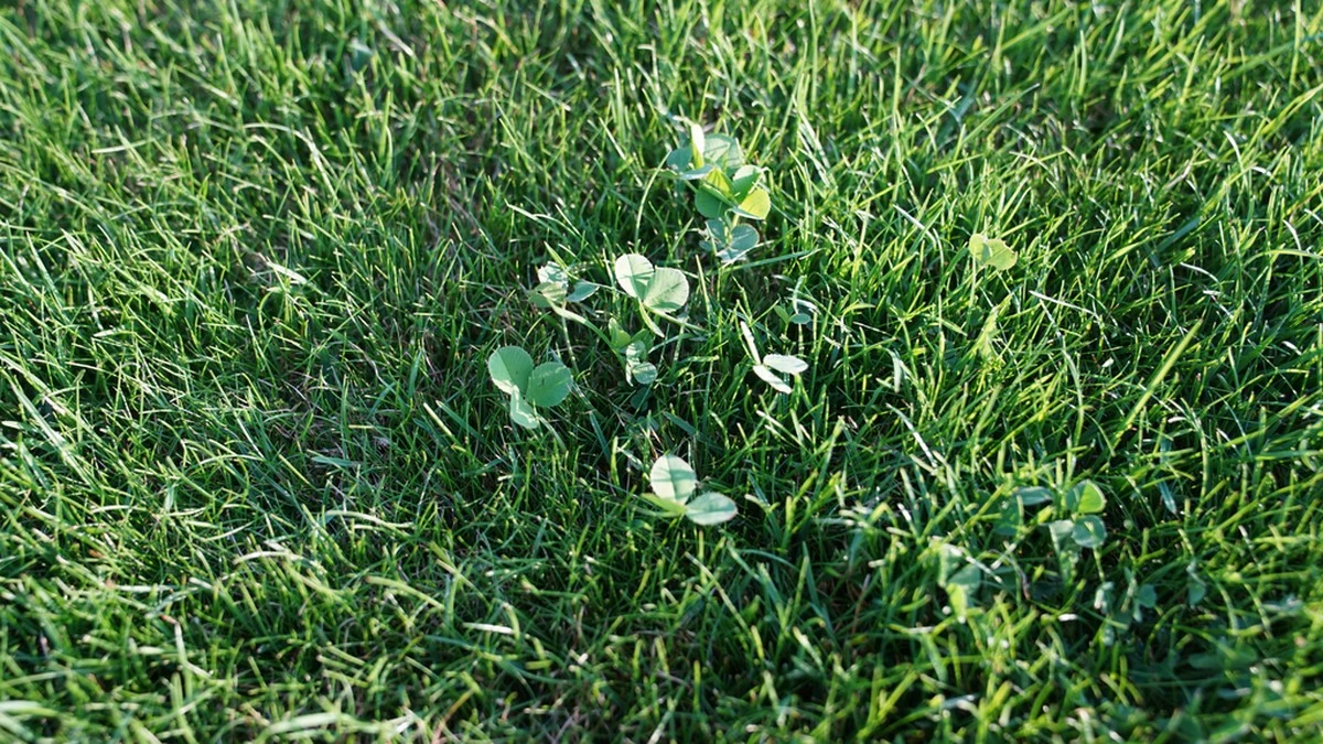 Der heimliche Grund für Klee im Rasen: Ein Zeichen für Stickstoffmangel - image 1
