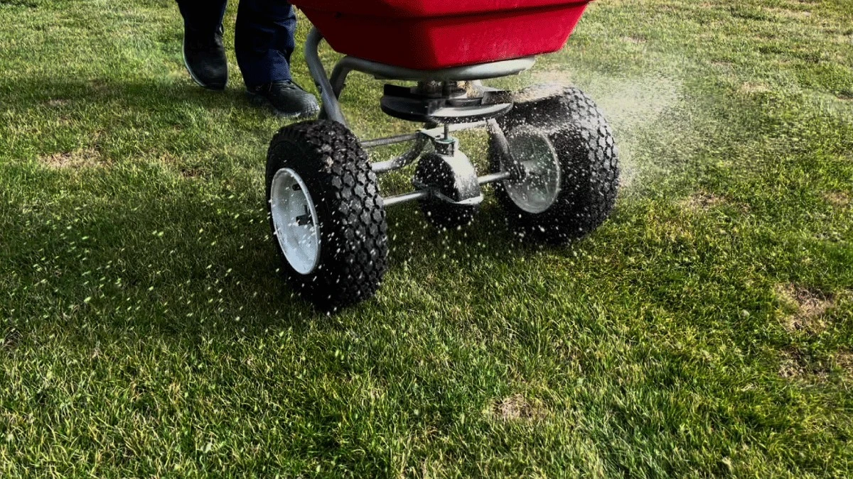 Der heimliche Grund für Klee im Rasen: Ein Zeichen für Stickstoffmangel - image 2