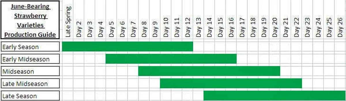 Der Profi-Trick: Wann Erdbeeren wirklich gepflanzt werden müssen – für eine reiche Ernte - image 1