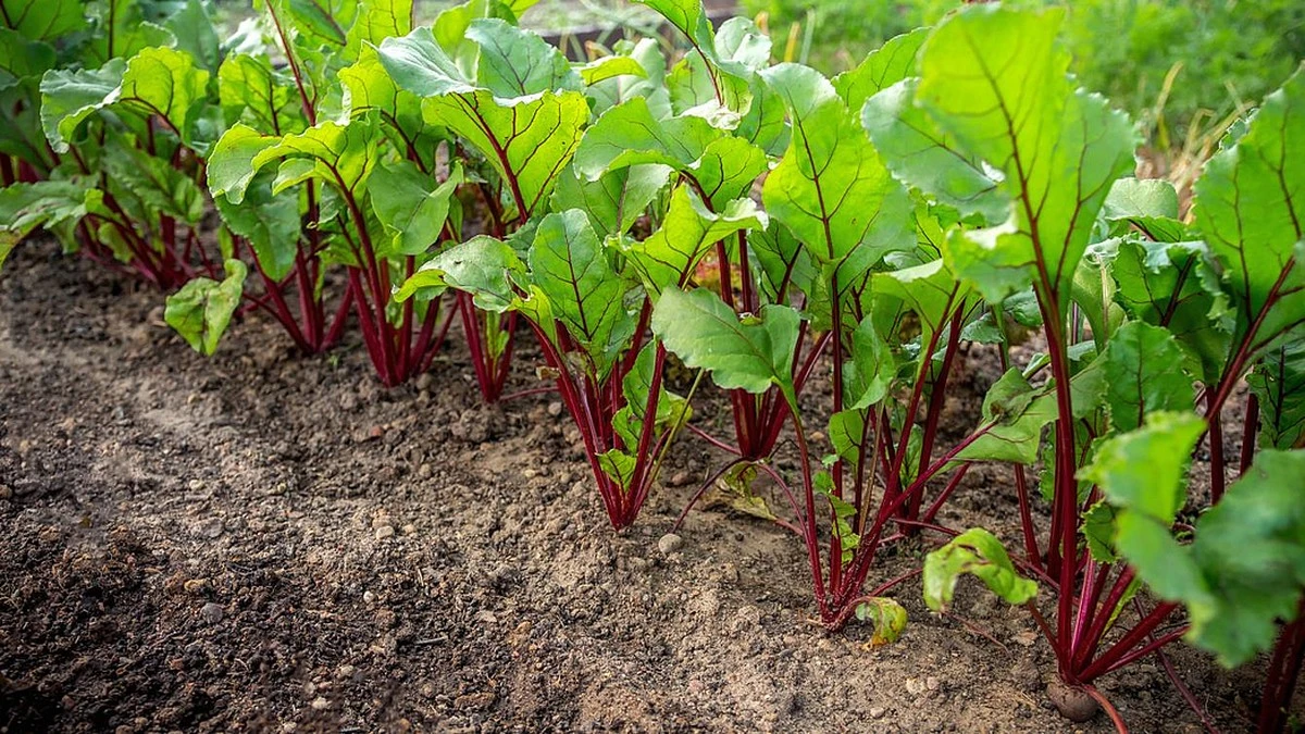 Der Trick, den niemand verrät: So vermeiden Sie 