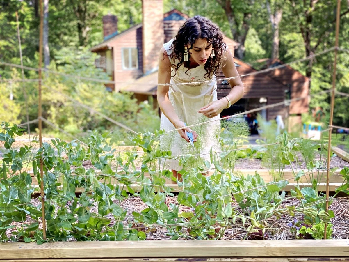 Der Trick der Alten: Grüne Bohnen schon im März pflanzen – so vermeiden Sie faule Samen - image 2