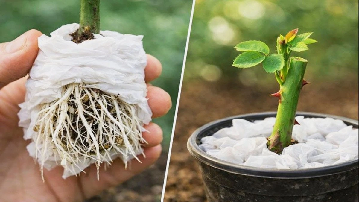 Der unbekannte März-Trick für üppige Rosen ohne Gärtner-Stress - image 1