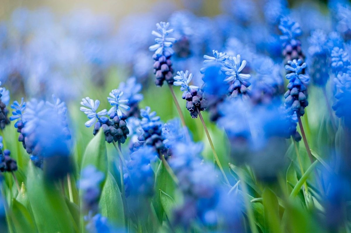 Die blaue Wunderblume: So lockst du Vögel in deinen Garten und verwandelst ihn in ein Blütenparadies - image 1