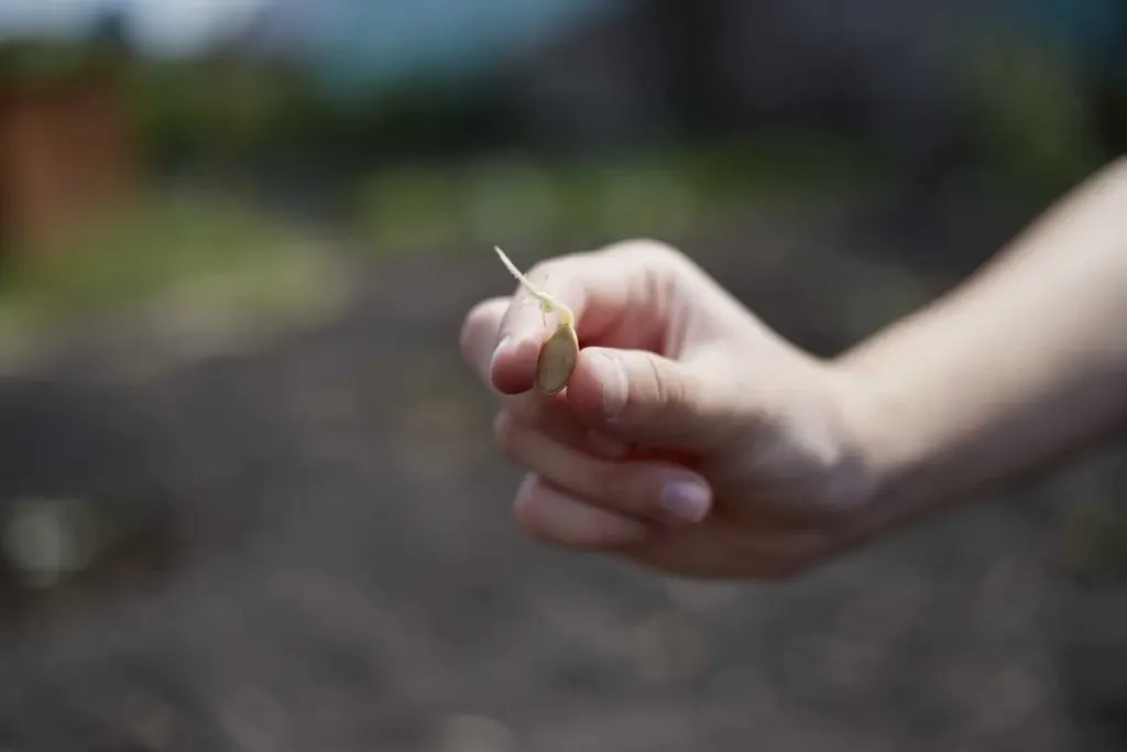 Die eine Gemüsesorte, die fast von selbst wächst und Zentner einbringt – Omas Geheimnis für deinen Garten