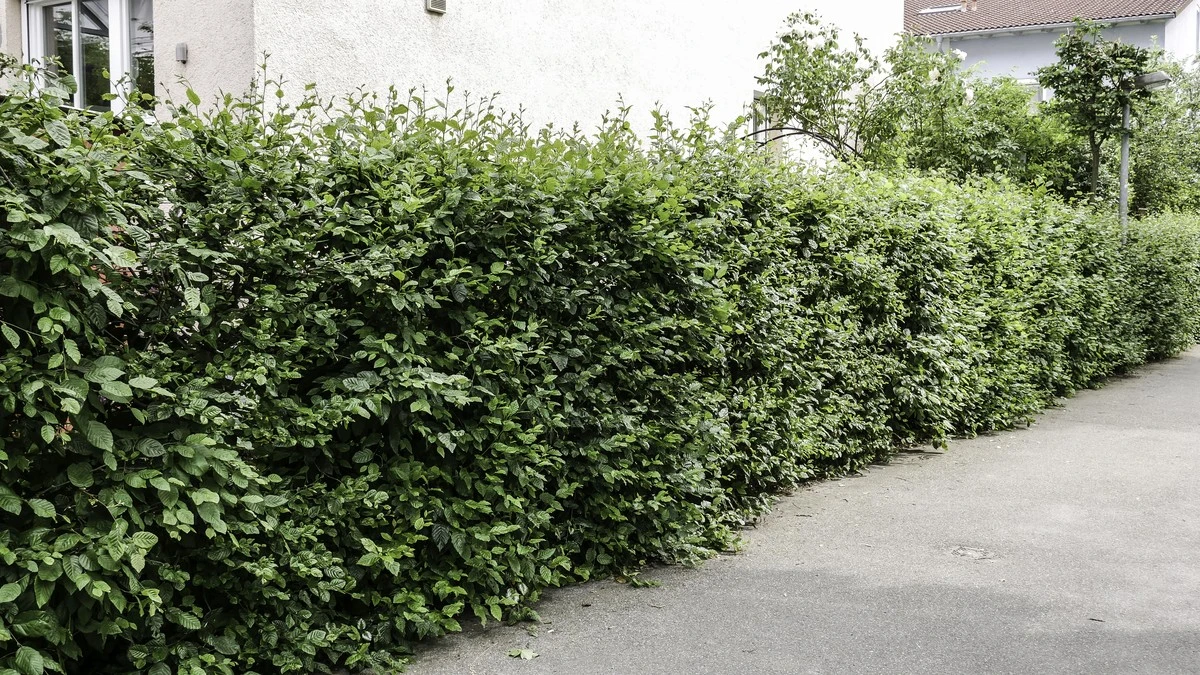 Diese 3 Pflanzen Sichtschutz wachsen am schnellsten - image 2