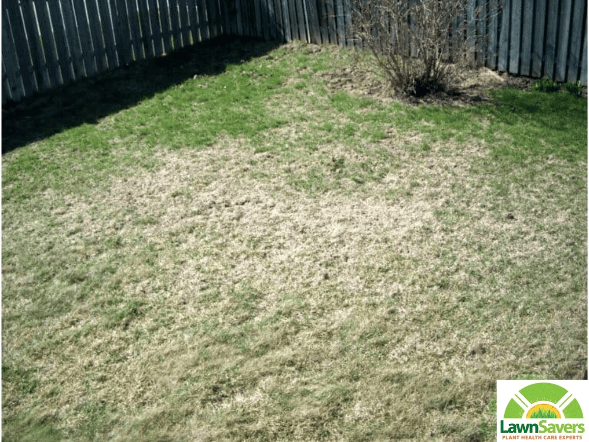 Dieser Rasenfehler zieht Schädlinge magisch an – und so vermeiden Sie ihn - image 1