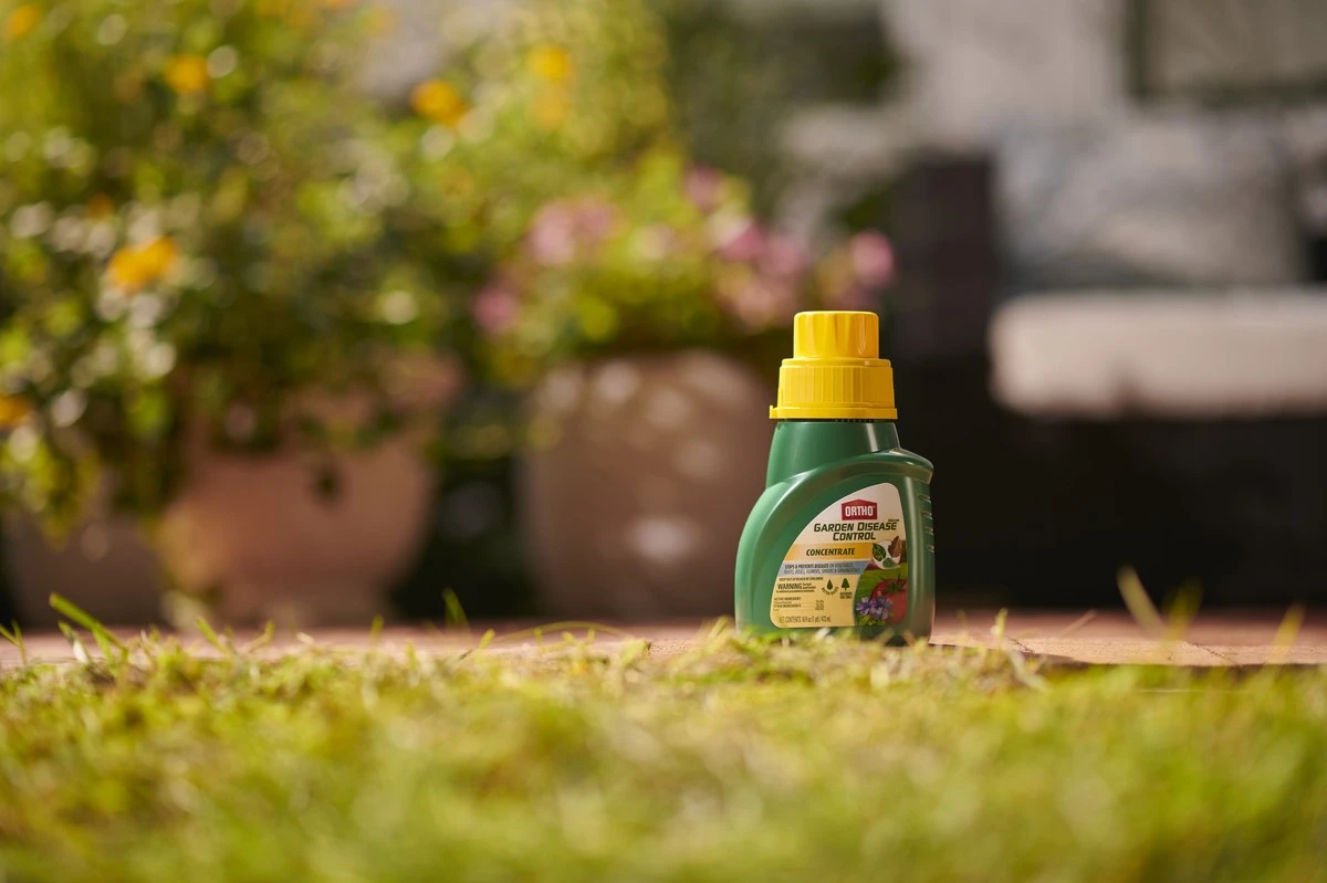 Diese vergessene Methode aus den 70ern vertreibt Mehltau auf Gemüse – seitdem ernten meine Nachbarn wieder! - image 1