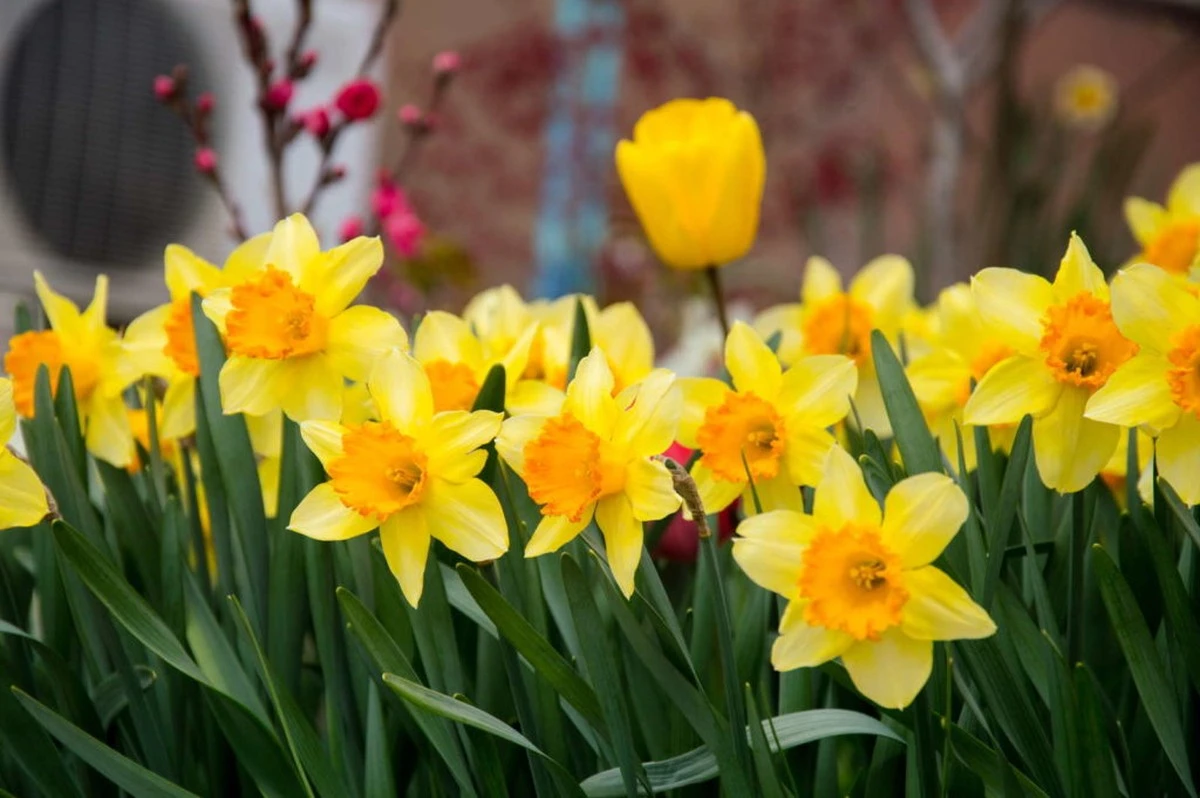 Drei Pflanzen-Könige für eine Blumenpracht das ganze Jahr - image 2