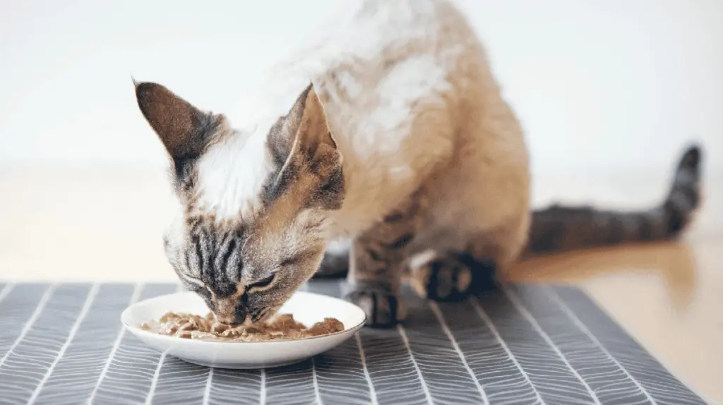 Dürfen Katzennäpfe in die Spülmaschine? So vermeidest du Keime und Gerüche