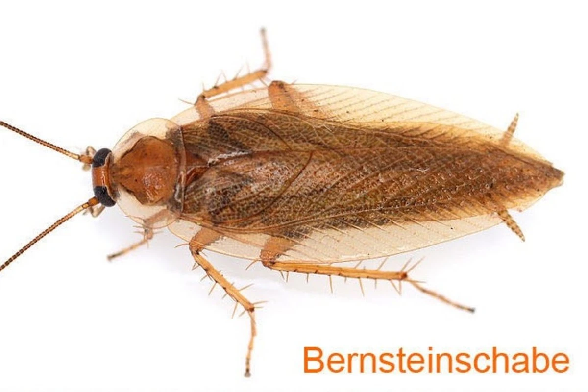 Ein halber Zwiebel unter dem Teppich: Wie ein Freund aus der Türkei damit gegen Schaben kämpft - image 1