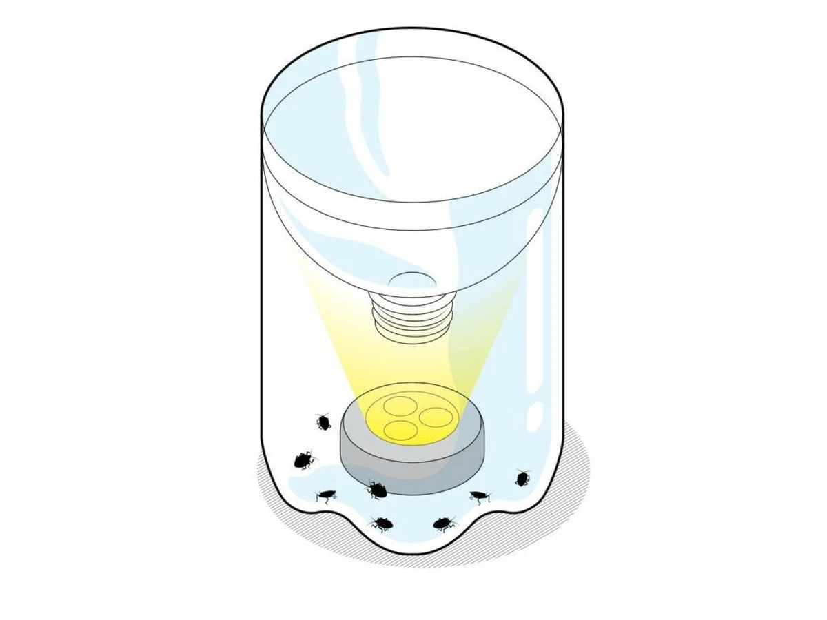 Fini les frelons asiatiques : Ce piège maison simple neutralise leurs reines dès le printemps - image 2