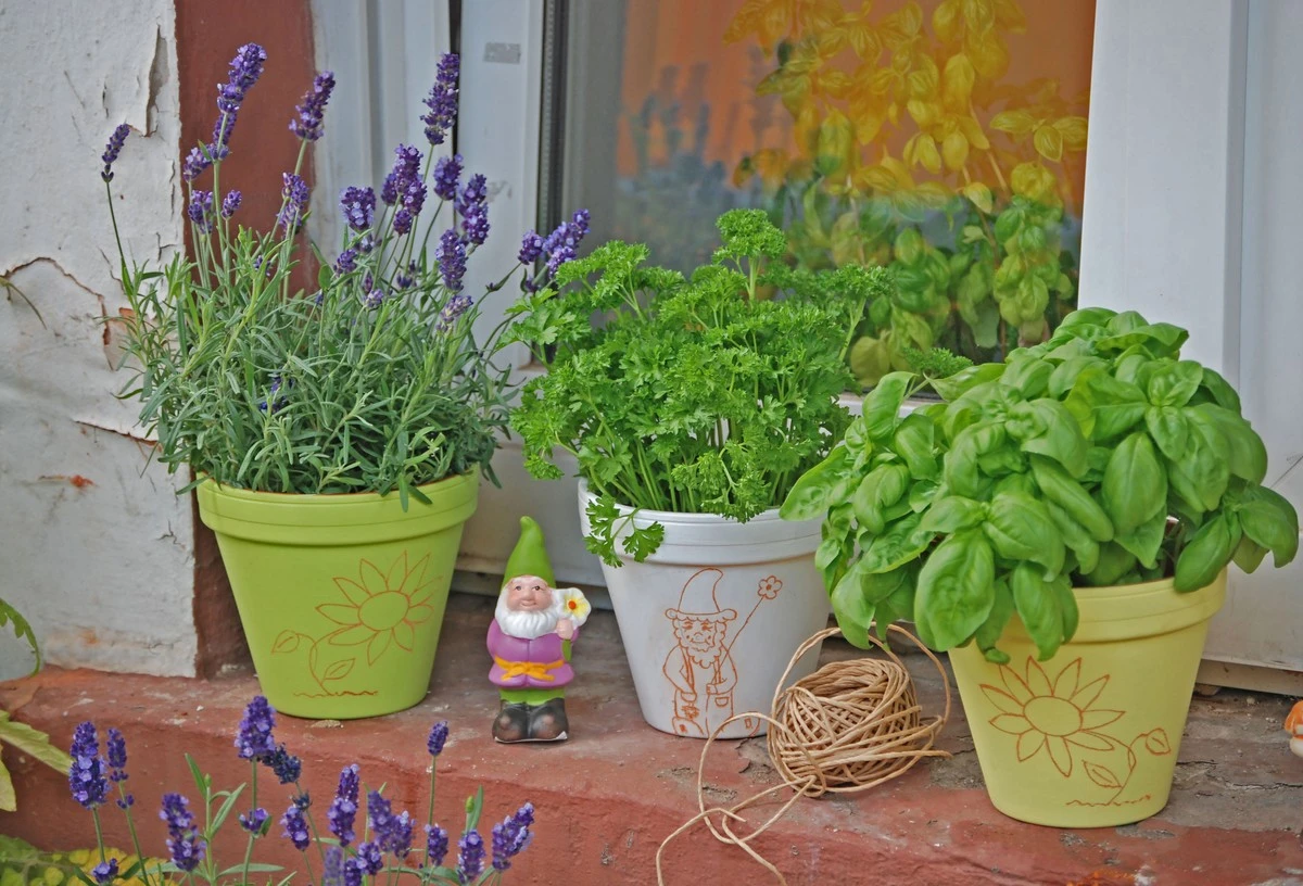 Früher als erwartet: Diese Pflanzen locken Stechmücken schon ab März an - image 1