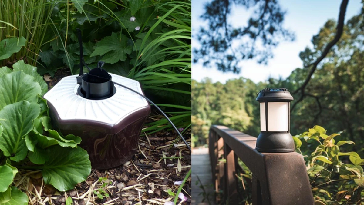 Früher als erwartet: Diese Pflanzen locken Stechmücken schon ab März an - image 2