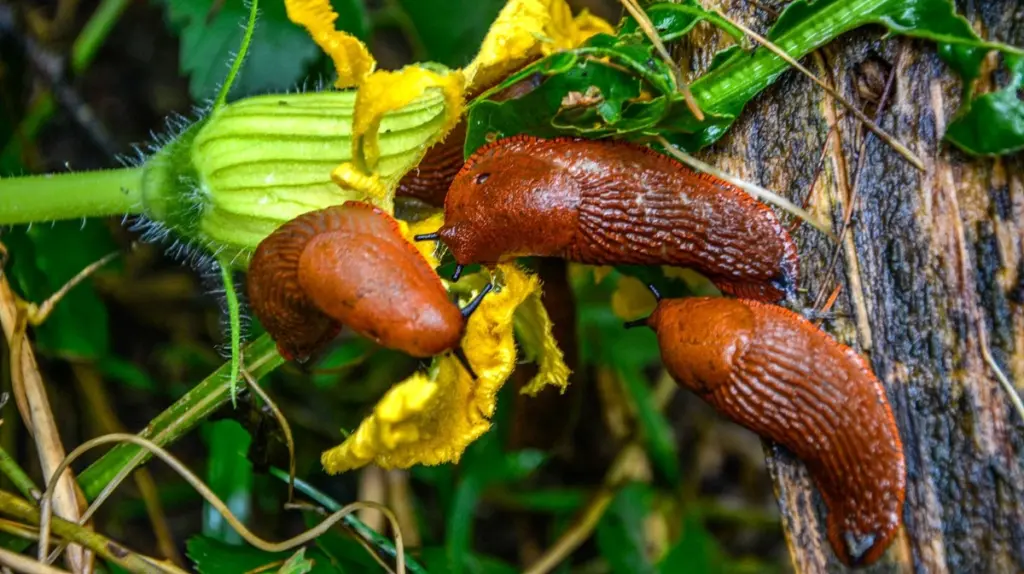 Geheimtipps gegen Schnecken: Diese Hausmittel retten deinen Garten