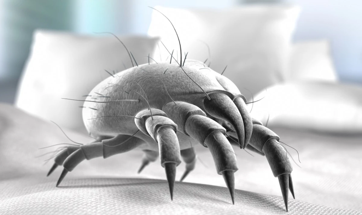 Hausstaubmilben im Bett loswerden: Effektive Strategien gegen deine Allergie - image 1