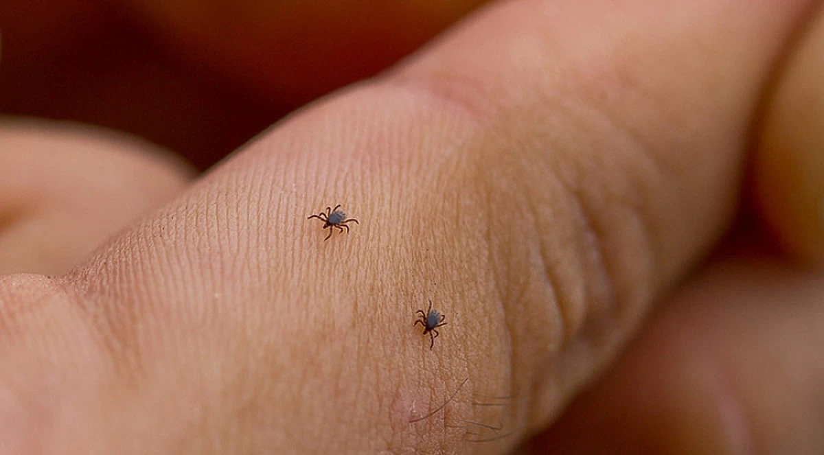 Hausstaubmilben im Bett loswerden: Effektive Strategien gegen deine Allergie - image 2