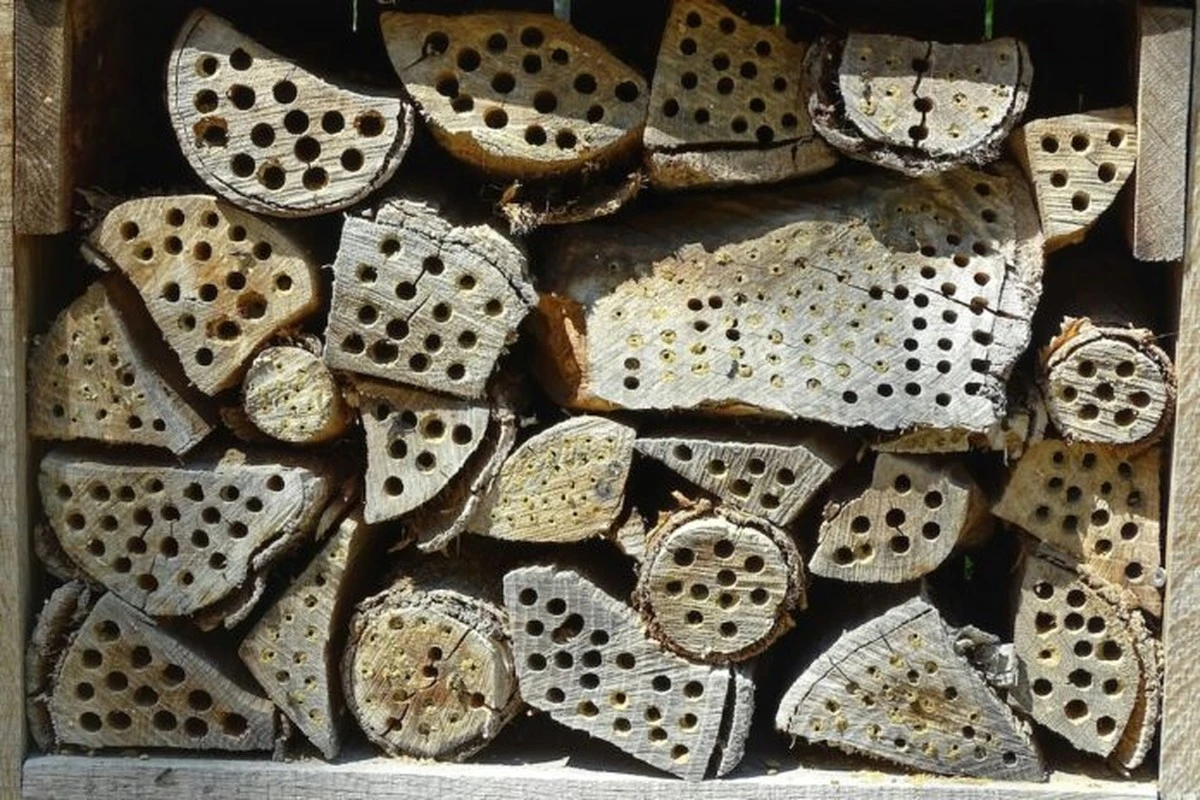 Insektenhotel: Warum sie zu Todesfallen werden und wie Sie das vermeiden - image 2