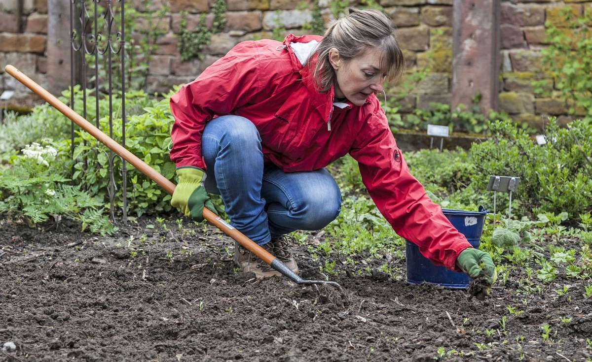 Keine Unkraut mehr in den Fugen: Die 1-März-Methode, die das Wachstum blockiert - image 1