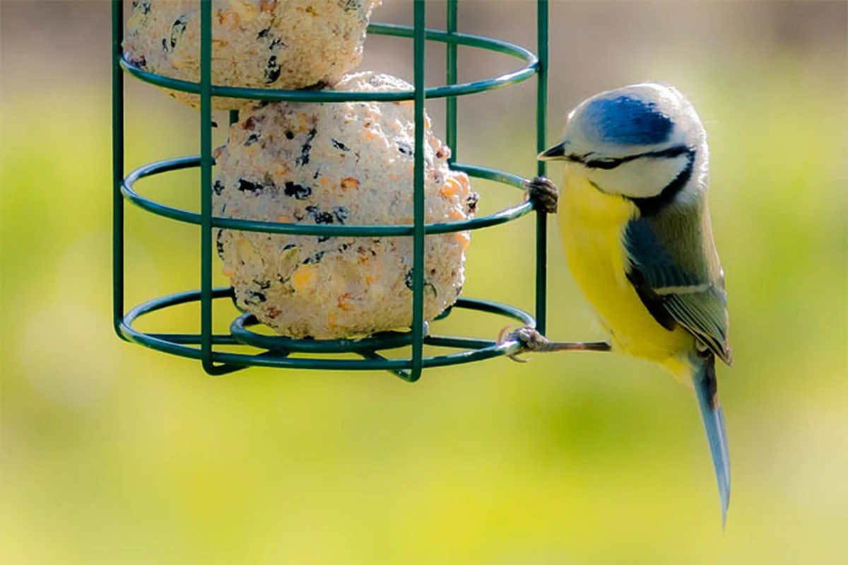 März: Weiter Samen für die Vögel füttern? Dieses Detail übersehen viele Ornithologen - image 1