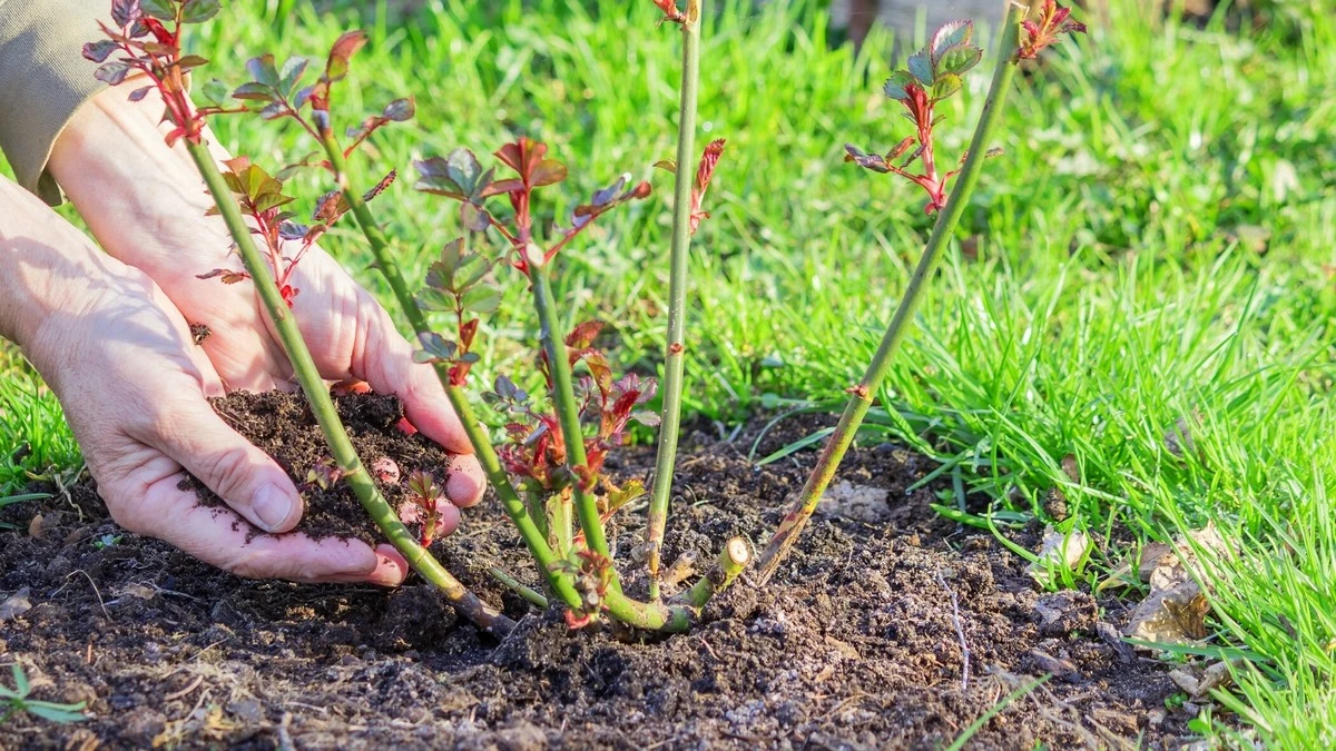 Mein Rosenbusch war tot, dachte ich – dieser Frühlingsschritt veränderte alles - image 1
